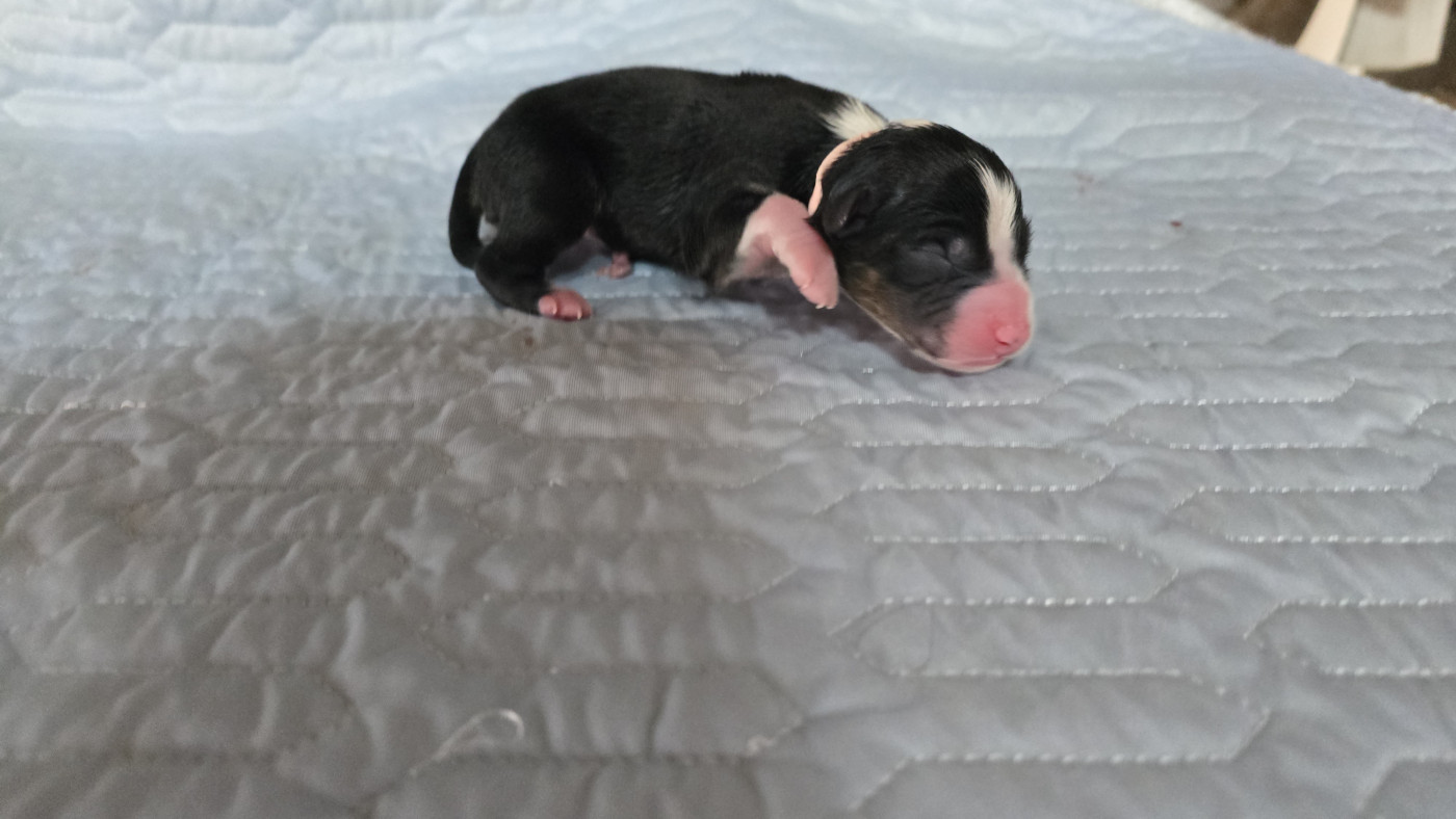 De L'amour De L'arche de Noëlle - Chiots disponibles - Berger Australien