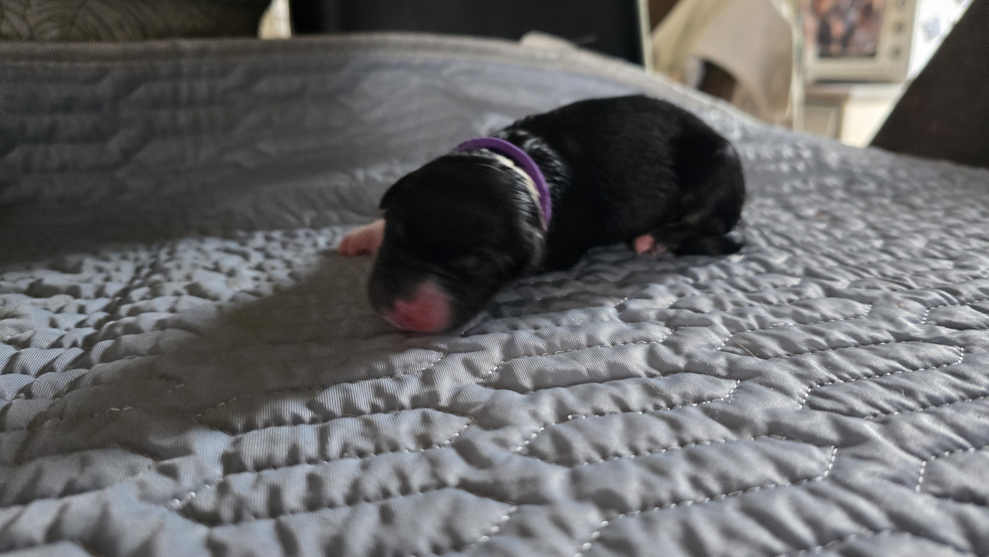 De L'amour De L'arche de Noëlle - Chiots disponibles - Berger Australien