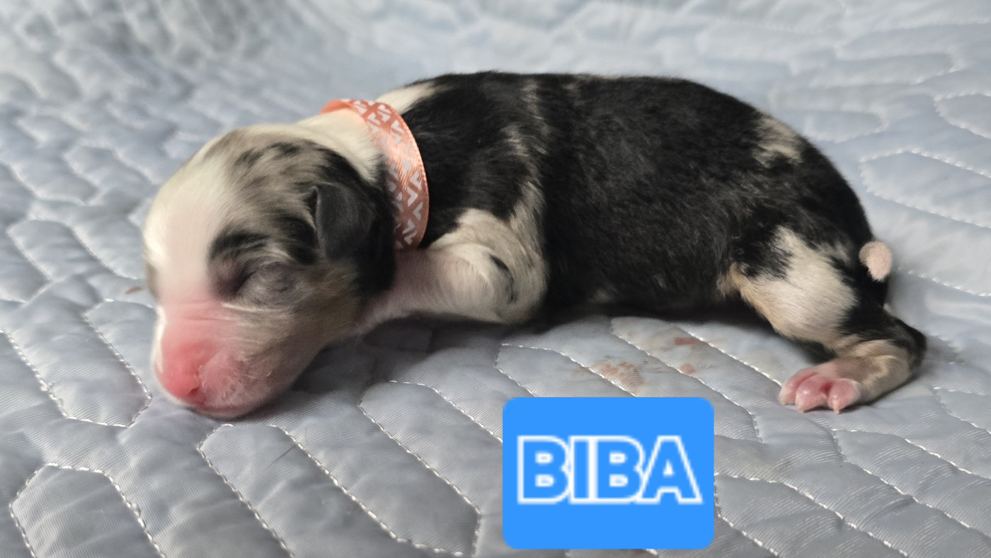 De L'amour De L'arche de Noëlle - Chiots disponibles - Berger Australien