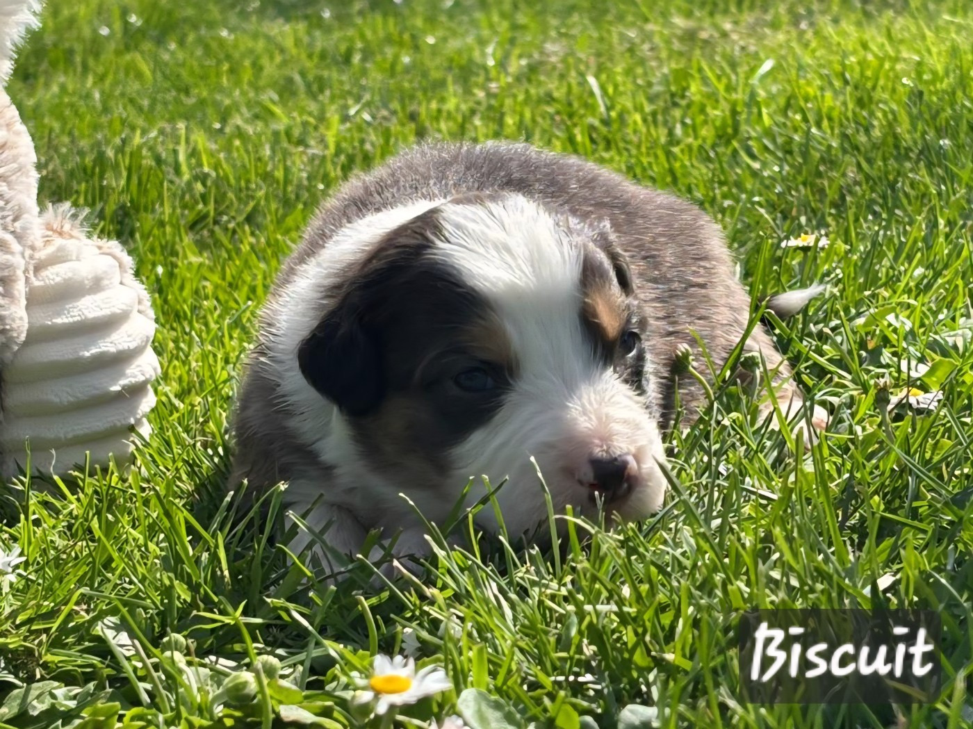 De L'amour De L'arche de Noëlle - Chiots disponibles - Berger Australien