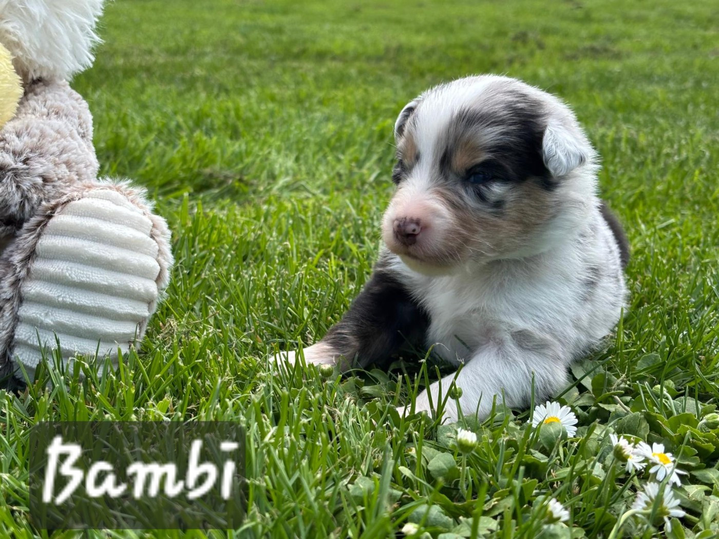 De L'amour De L'arche de Noëlle - Chiots disponibles - Berger Australien