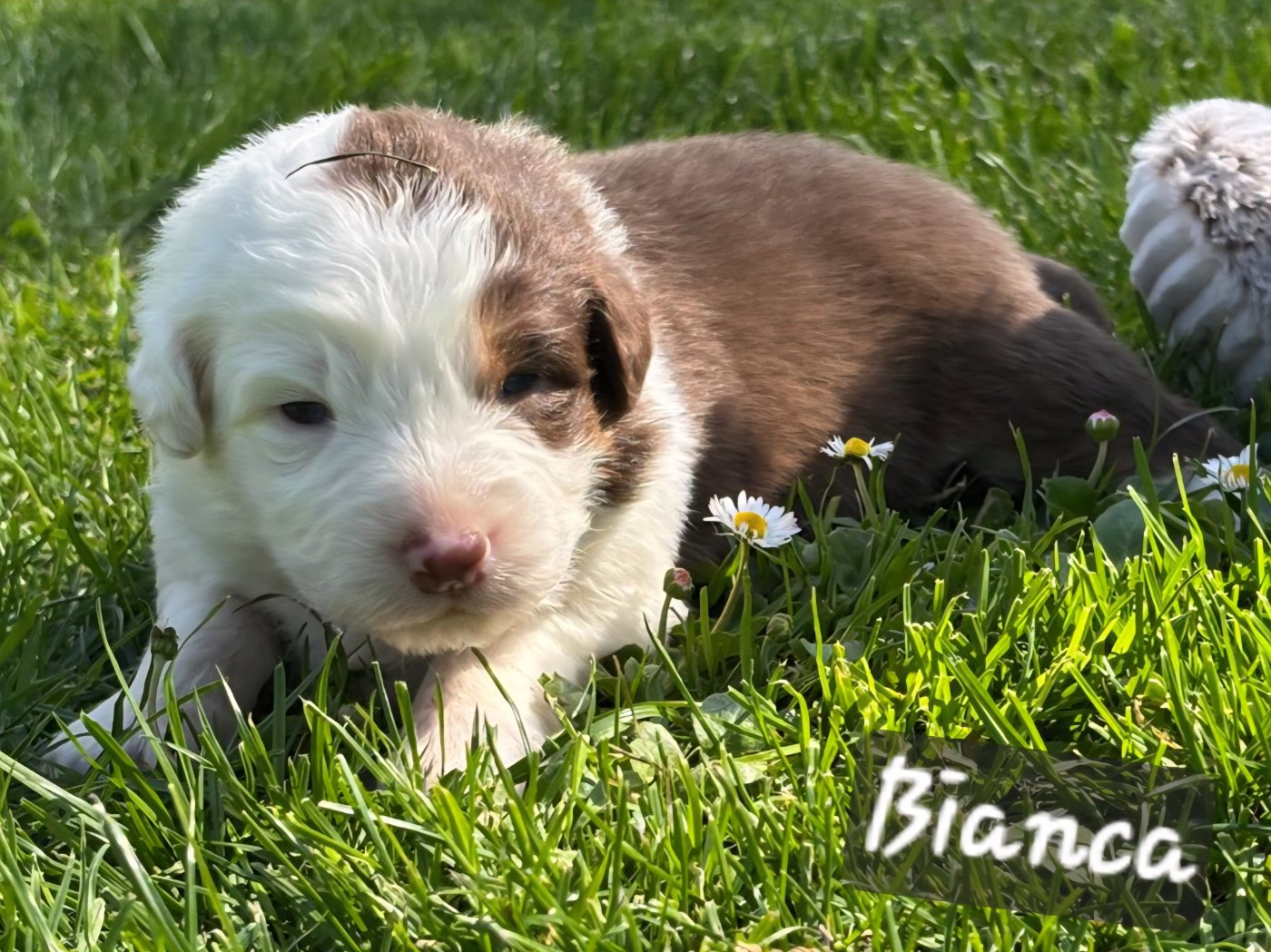 De L'amour De L'arche de Noëlle - Chiots disponibles - Berger Australien