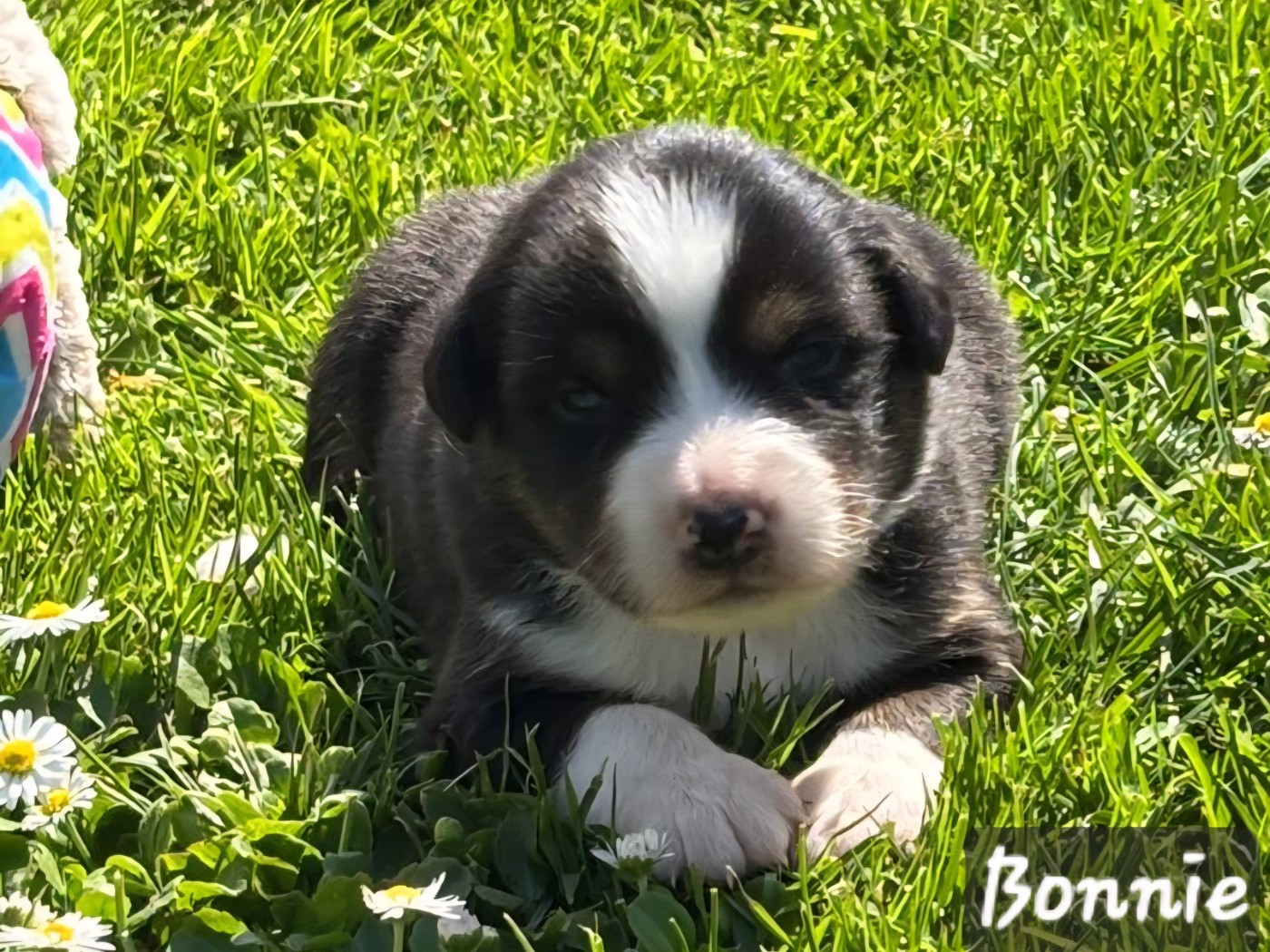 De L'amour De L'arche de Noëlle - Chiots disponibles - Berger Australien