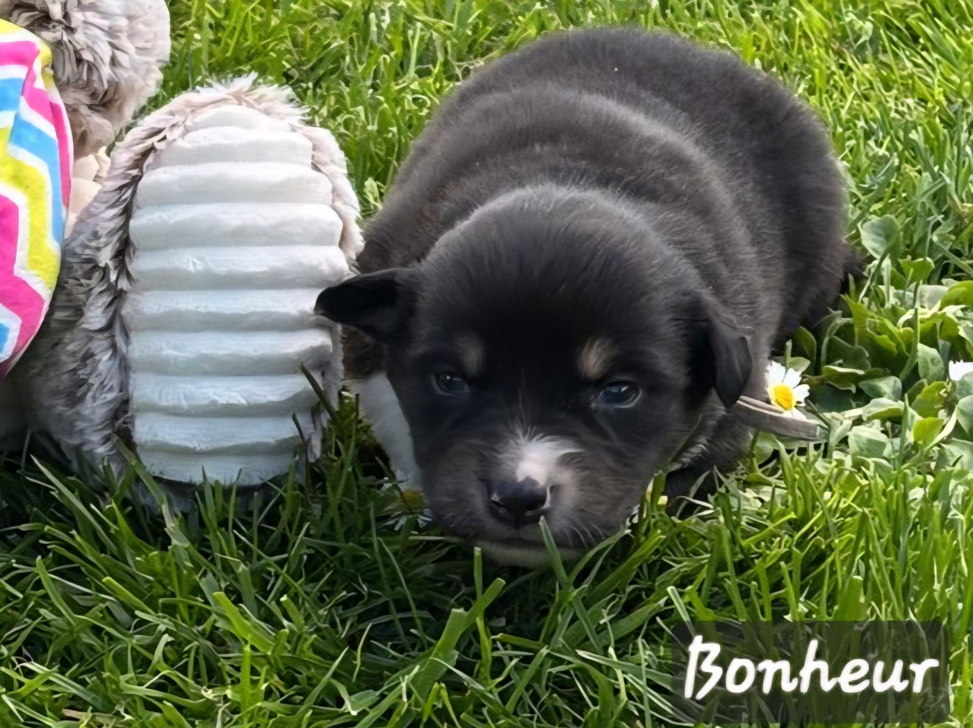 De L'amour De L'arche de Noëlle - Chiots disponibles - Berger Australien