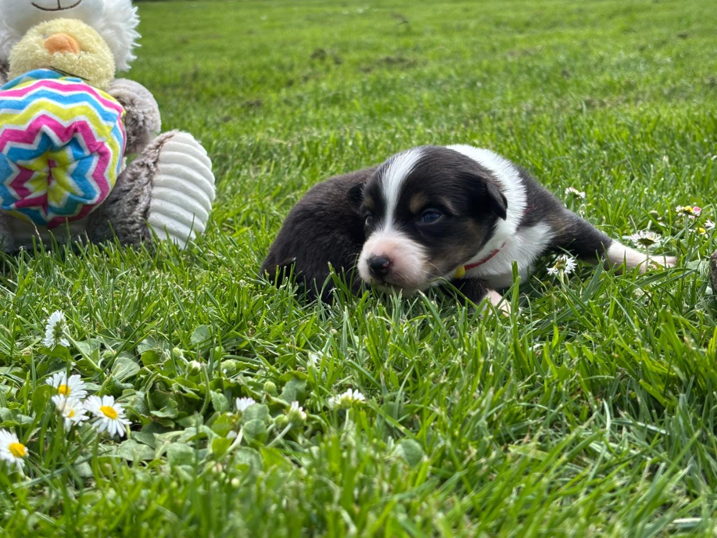 De L'amour De L'arche de Noëlle - Chiots disponibles - Berger Australien