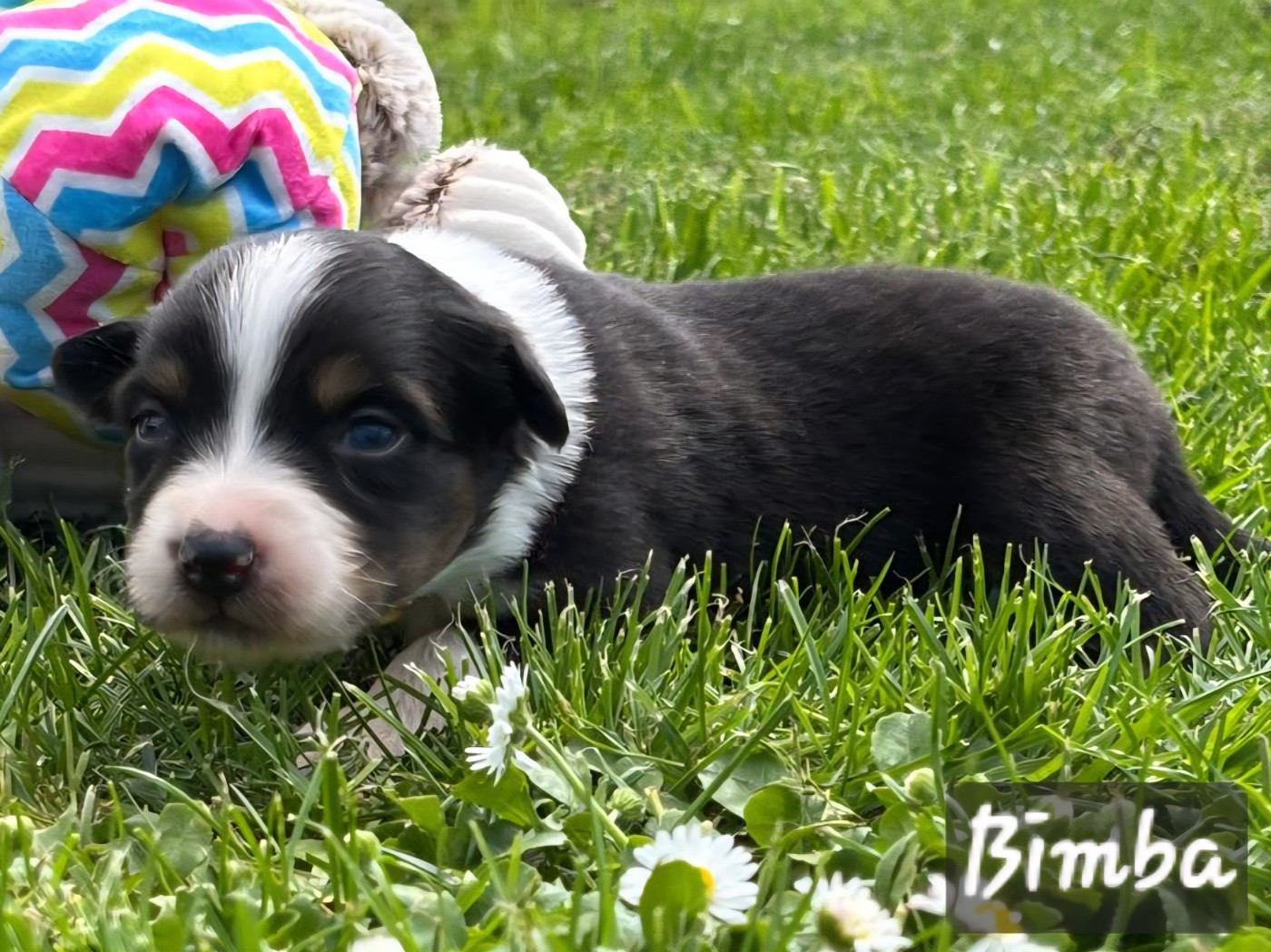 De L'amour De L'arche de Noëlle - Chiots disponibles - Berger Australien