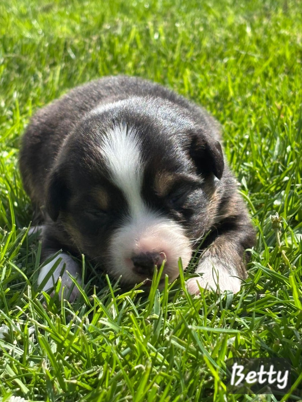 De L'amour De L'arche de Noëlle - Chiots disponibles - Berger Australien