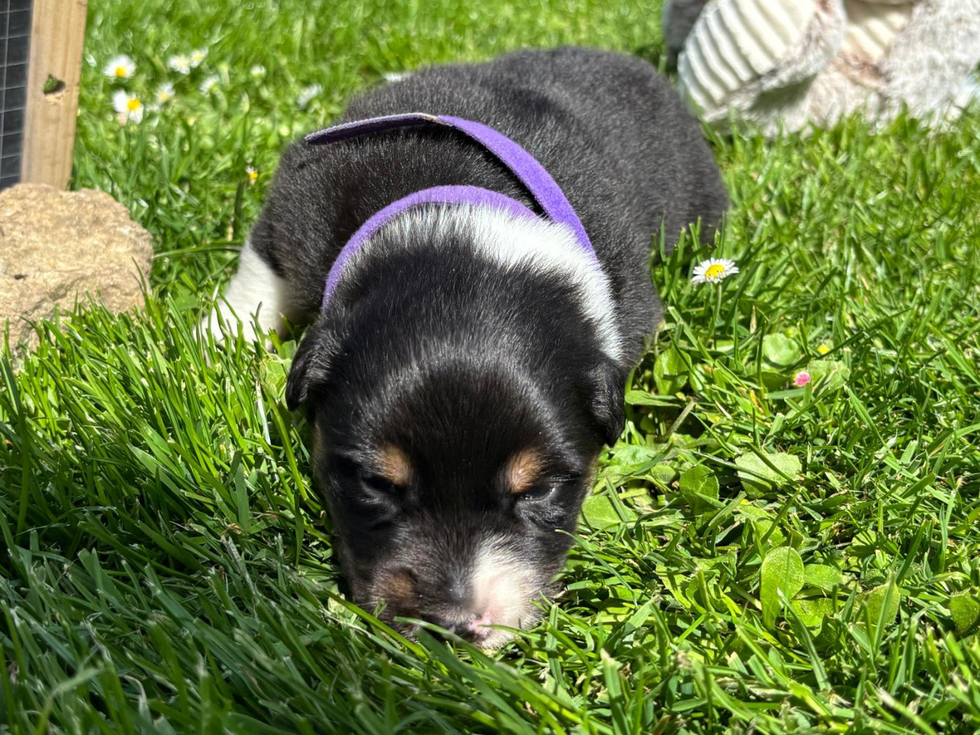 De L'amour De L'arche de Noëlle - Chiots disponibles - Berger Australien