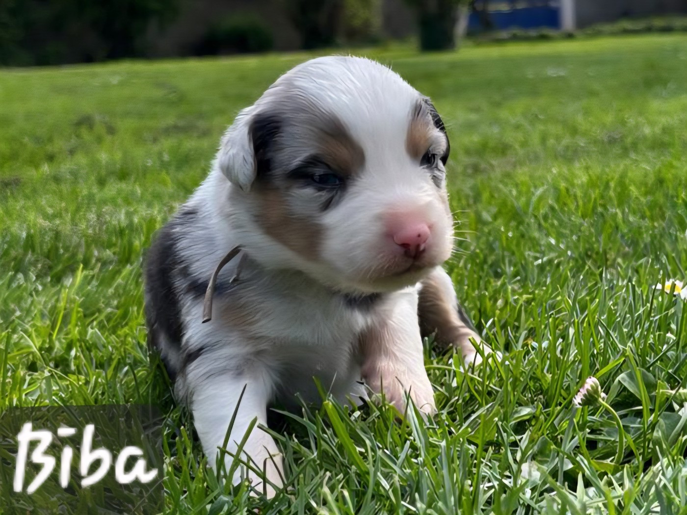 De L'amour De L'arche de Noëlle - Chiots disponibles - Berger Australien