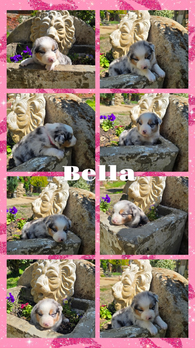De L'amour De L'arche de Noëlle - Chiots disponibles - Berger Australien