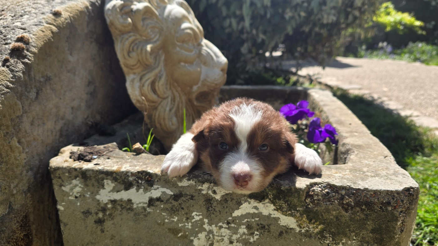 De L'amour De L'arche de Noëlle - Chiots disponibles - Berger Australien