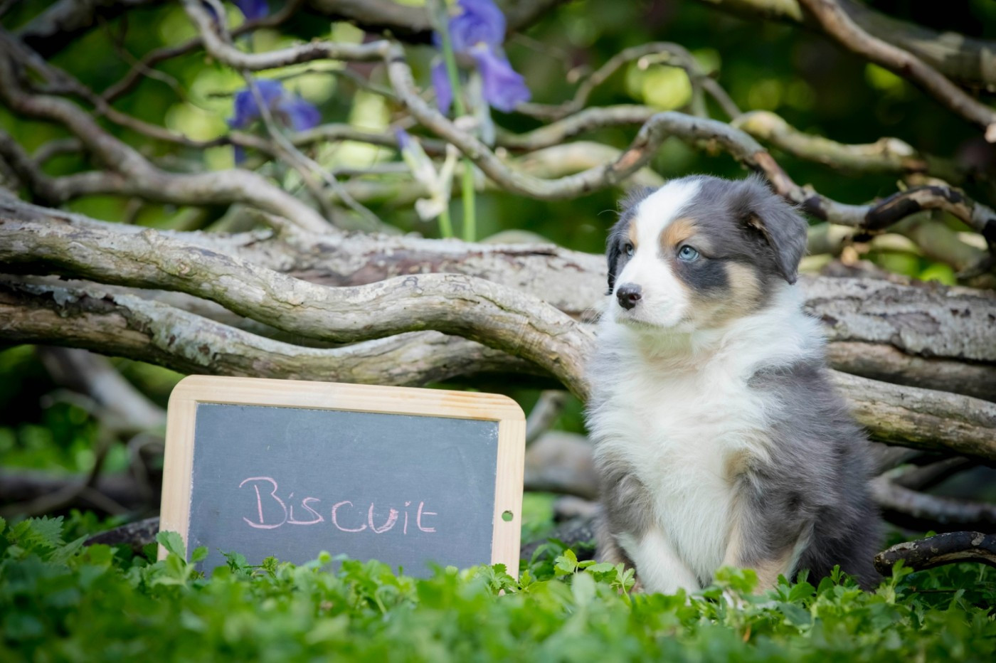 De L'amour De L'arche de Noëlle - Chiots disponibles - Berger Australien