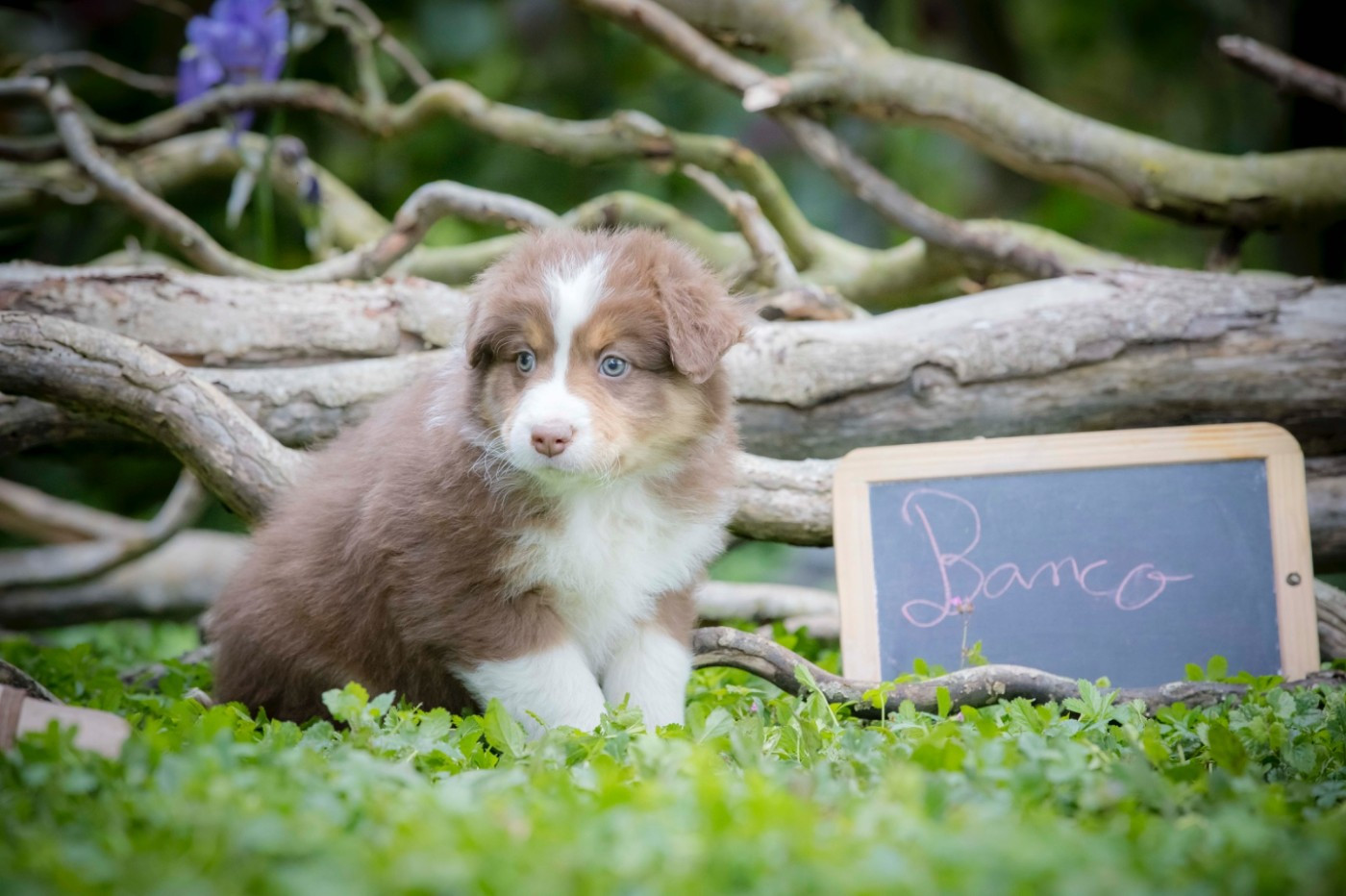 De L'amour De L'arche de Noëlle - Chiots disponibles - Berger Australien