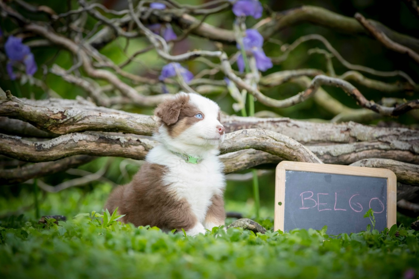 De L'amour De L'arche de Noëlle - Chiots disponibles - Berger Australien