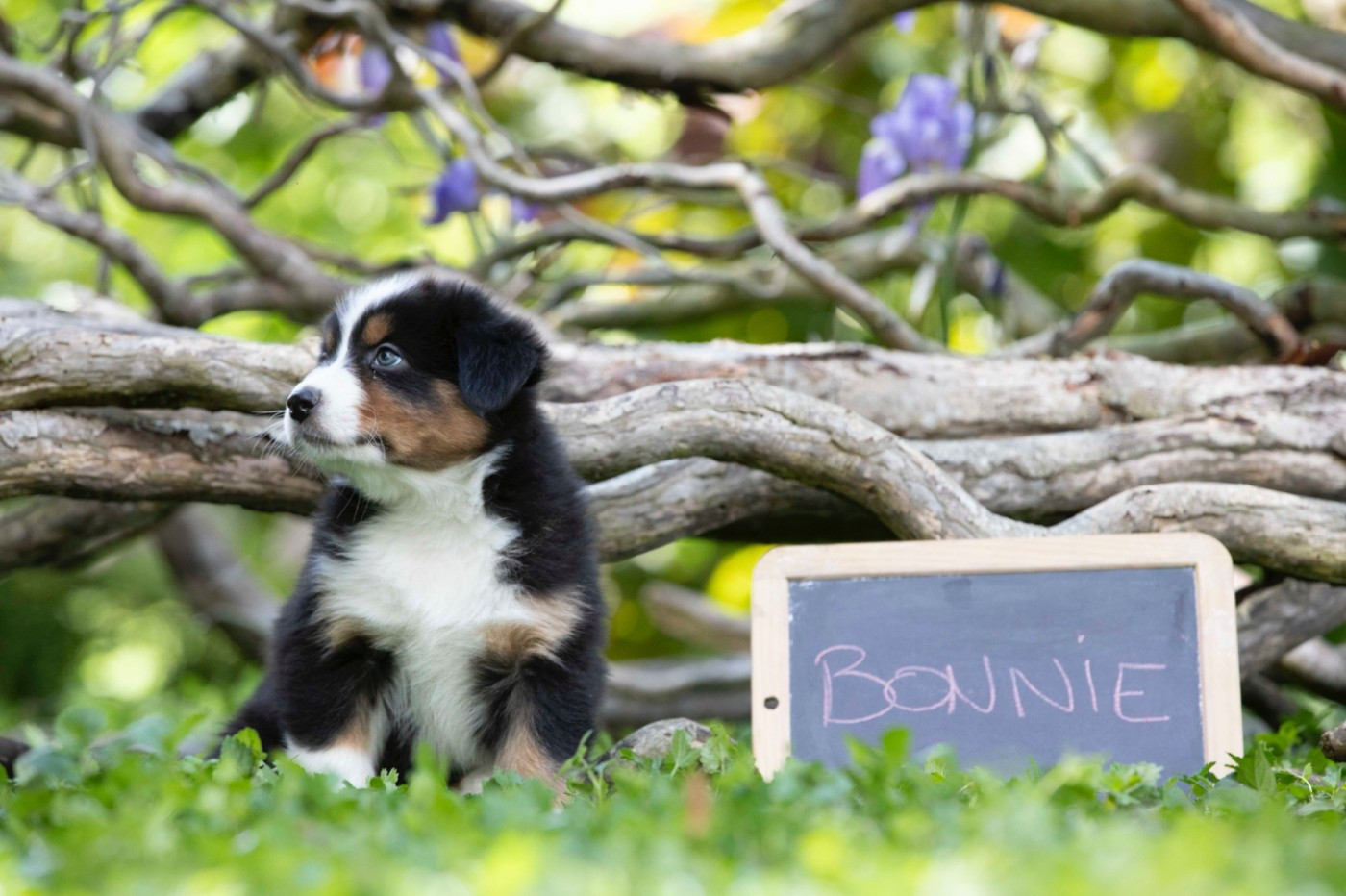 De L'amour De L'arche de Noëlle - Chiots disponibles - Berger Australien