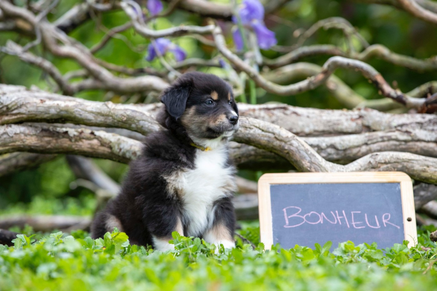 De L'amour De L'arche de Noëlle - Chiots disponibles - Berger Australien