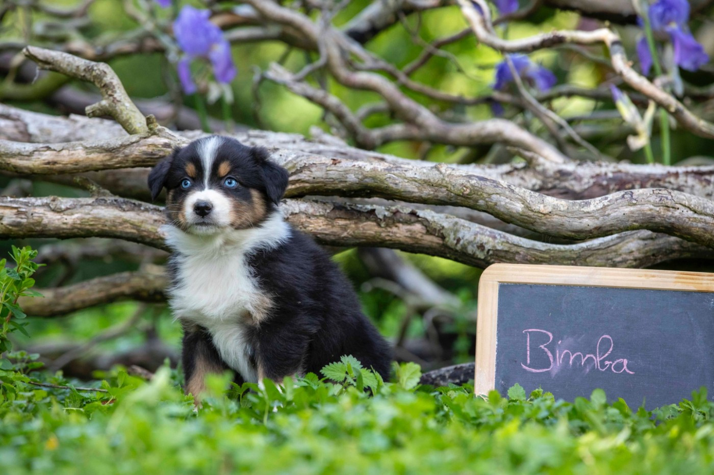 De L'amour De L'arche de Noëlle - Chiots disponibles - Berger Australien