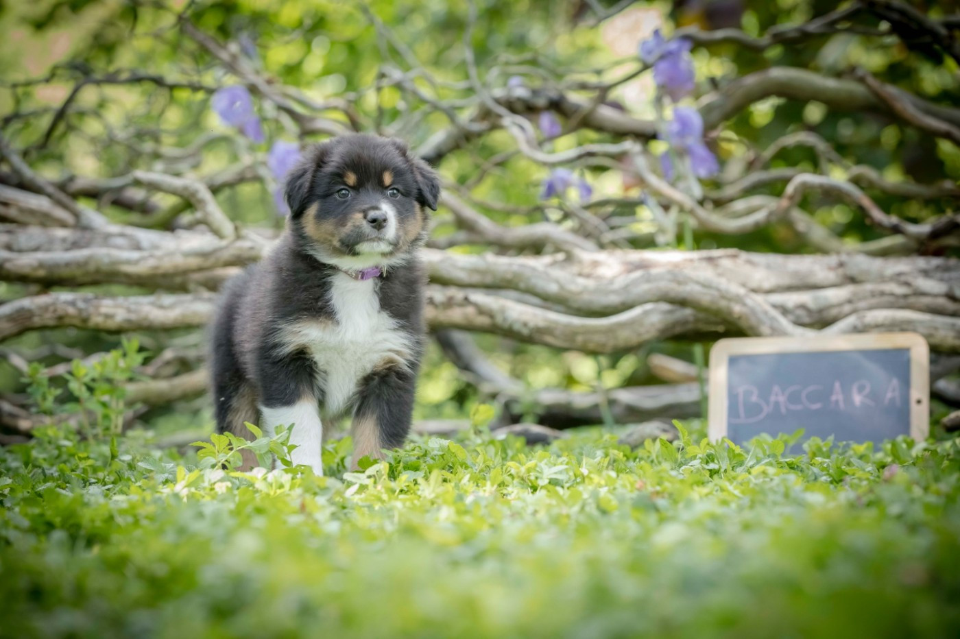 De L'amour De L'arche de Noëlle - Chiots disponibles - Berger Australien