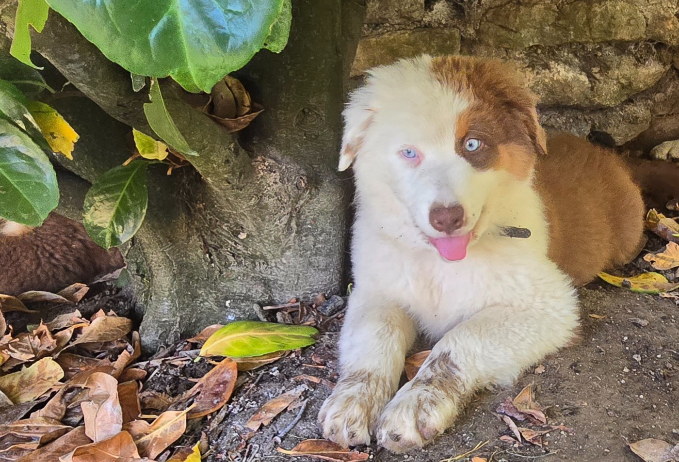 De L'amour De L'arche de Noëlle - Chiots disponibles - Berger Australien