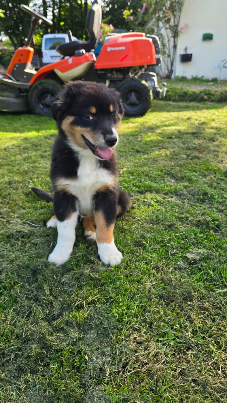 De L'amour De L'arche de Noëlle - Chiots disponibles - Berger Australien