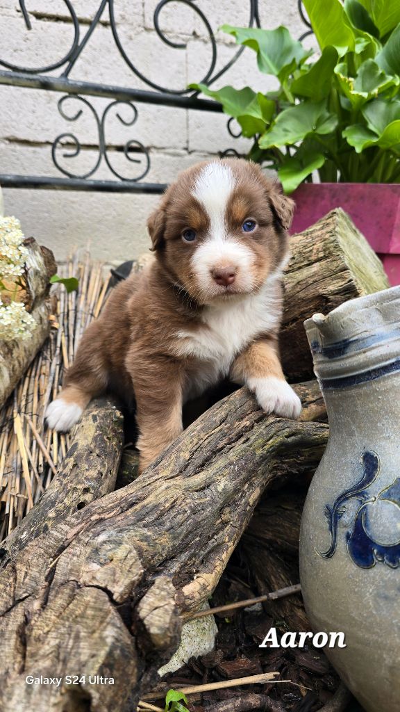 De L'amour De L'arche de Noëlle - Chiots disponibles - Berger Australien