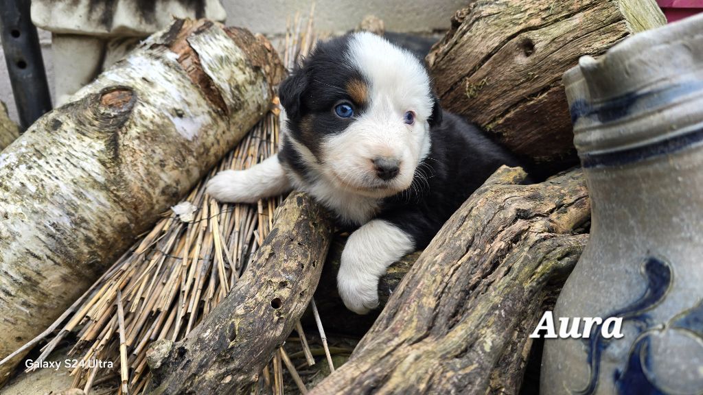 De L'amour De L'arche de Noëlle - Chiots disponibles - Berger Australien
