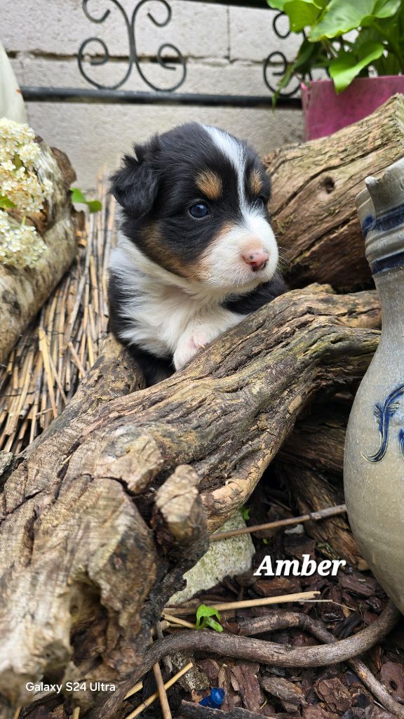 De L'amour De L'arche de Noëlle - Chiots disponibles - Berger Australien