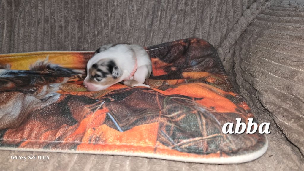 De L'amour De L'arche de Noëlle - Chiots disponibles - Berger Australien