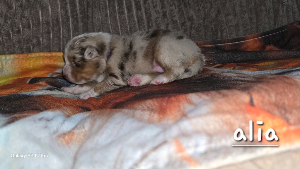 De L'amour De L'arche de Noëlle - Chiots disponibles - Berger Australien