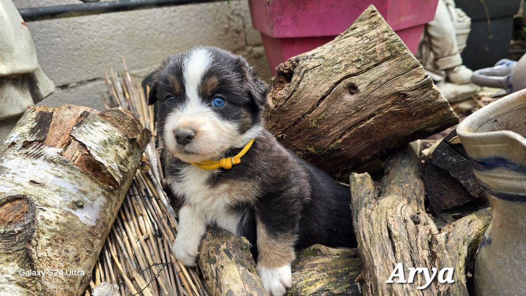 De L'amour De L'arche de Noëlle - Chiots disponibles - Berger Australien