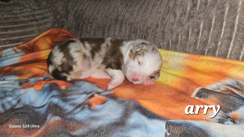 De L'amour De L'arche de Noëlle - Chiots disponibles - Berger Australien