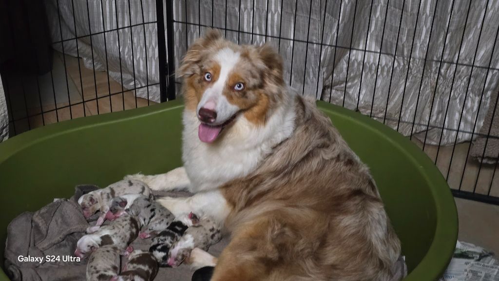 Chiot Berger Australien De L'amour De L'arche de Noëlle