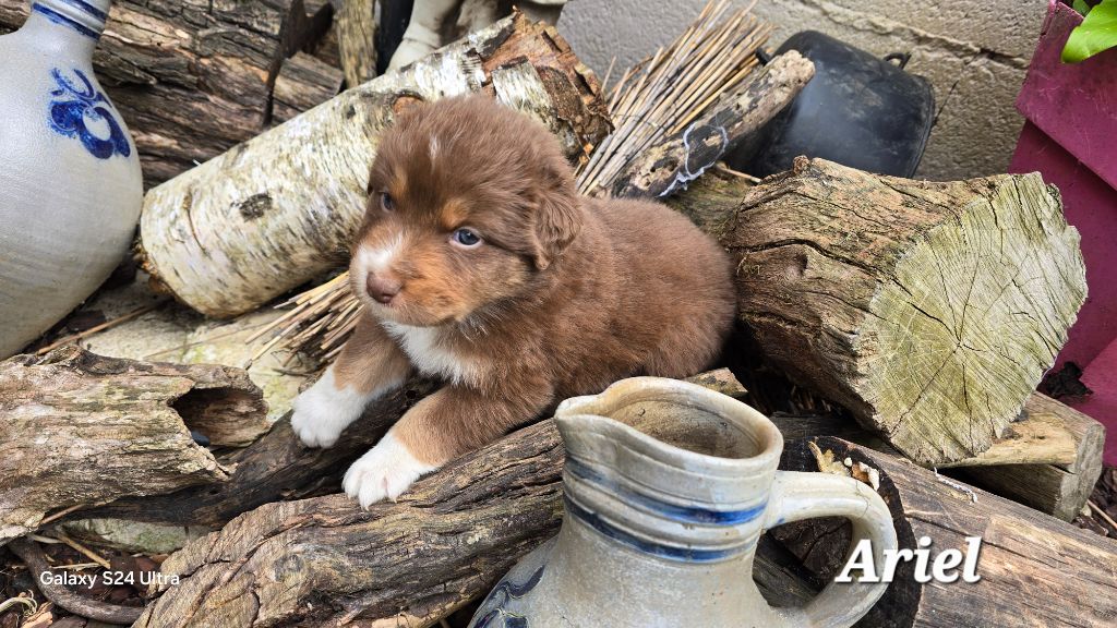 De L'amour De L'arche de Noëlle - Chiots disponibles - Berger Australien
