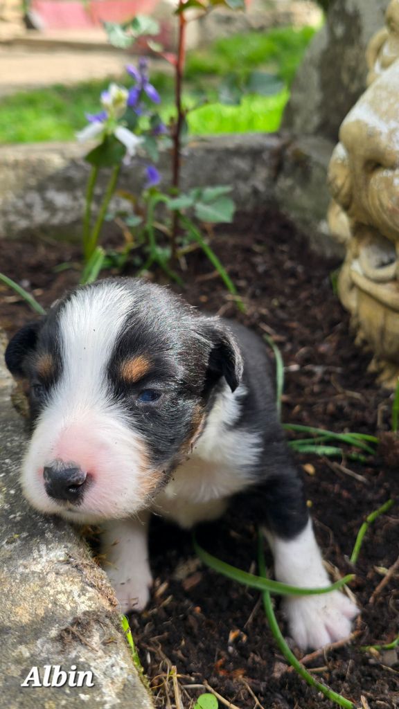 De L'amour De L'arche de Noëlle - Chiots disponibles - Berger Australien