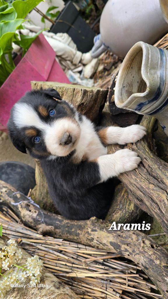 De L'amour De L'arche de Noëlle - Chiots disponibles - Berger Australien