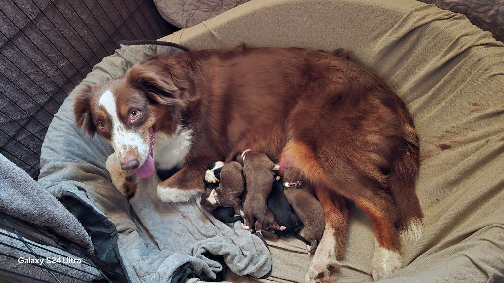 Chiot Berger Australien De L'amour De L'arche de Noëlle