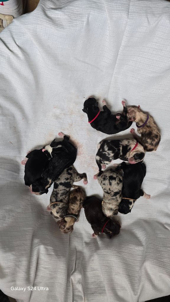 Chiot Berger Australien De L'amour De L'arche de Noëlle