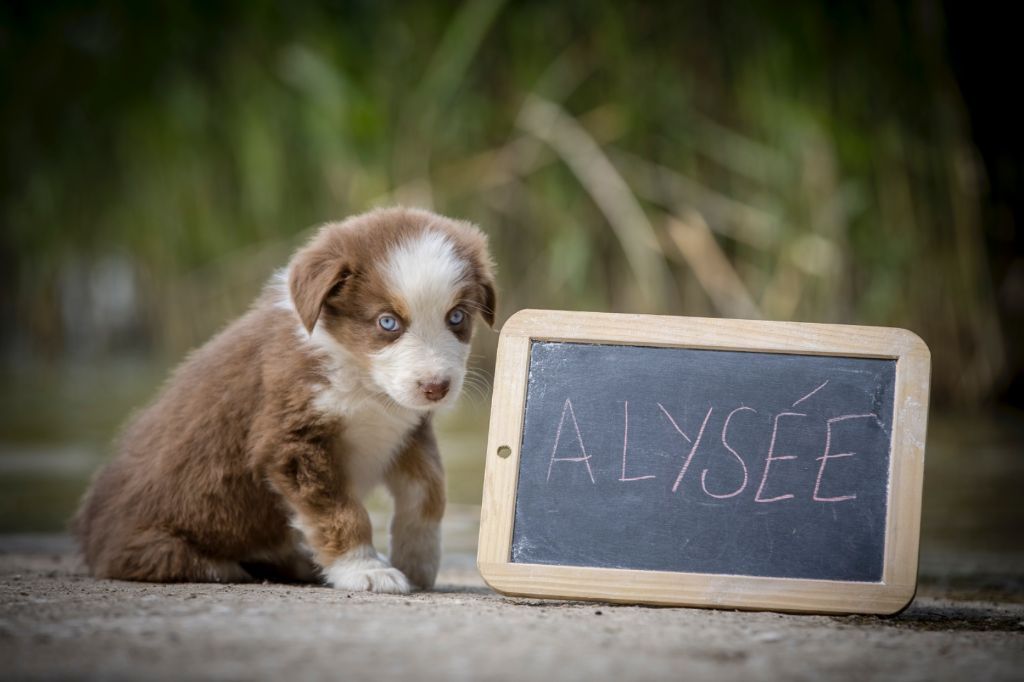 De L'amour De L'arche de Noëlle - Chiots disponibles - Berger Australien
