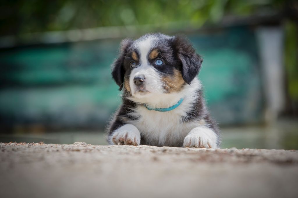 De L'amour De L'arche de Noëlle - Chiots disponibles - Berger Australien