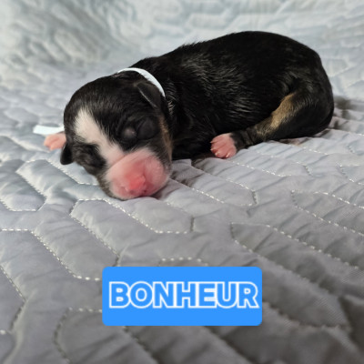 Bonheur