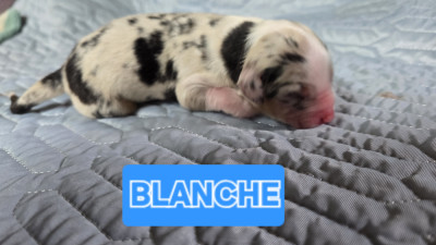 Blanche