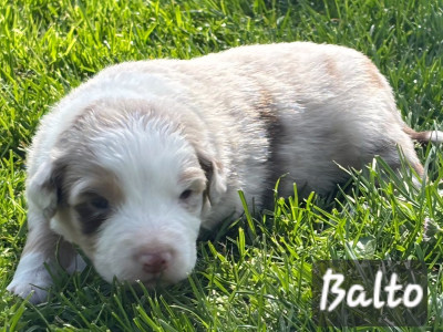 Balto