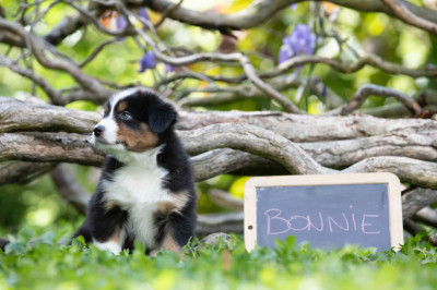 Bonnie