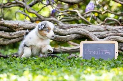Bonita