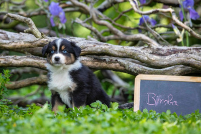 Bimba