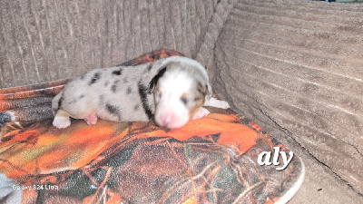 Aly
