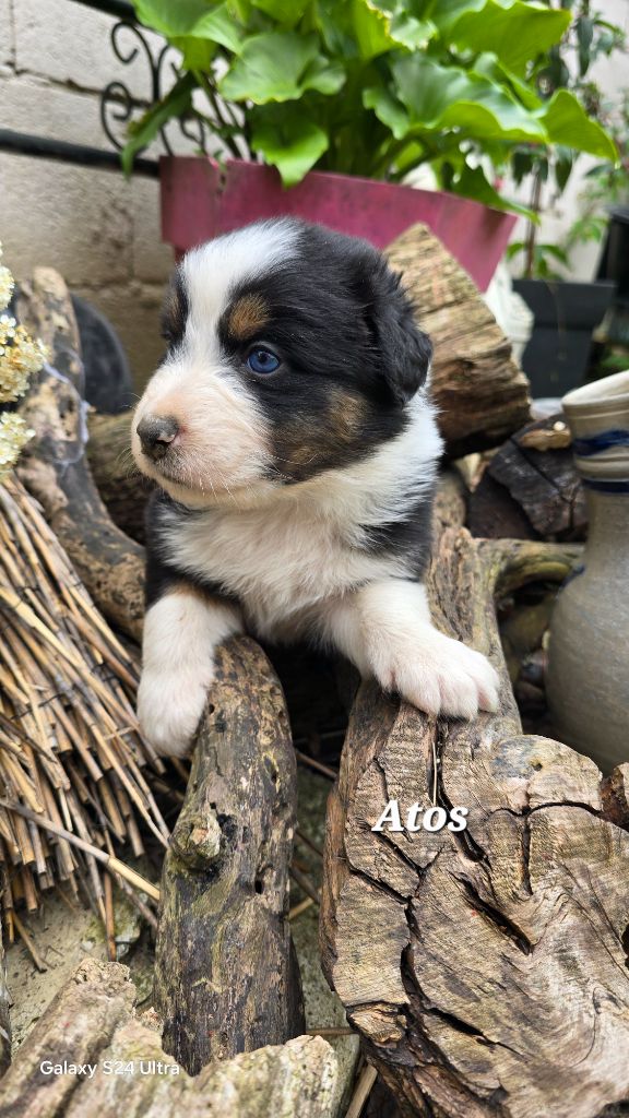 De L'amour De L'arche de Noëlle - Chiots disponibles - Berger Australien