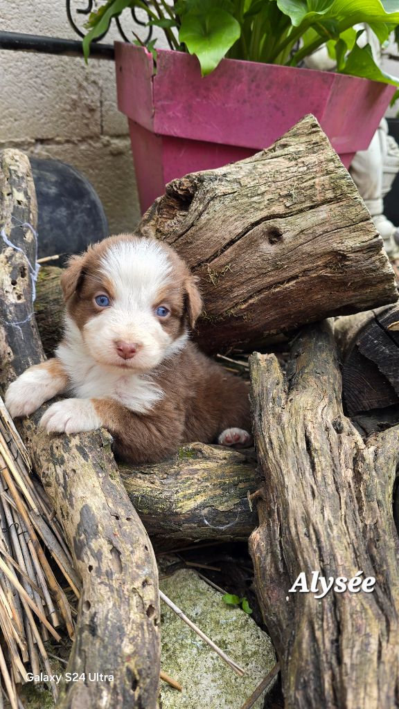 De L'amour De L'arche de Noëlle - Chiots disponibles - Berger Australien