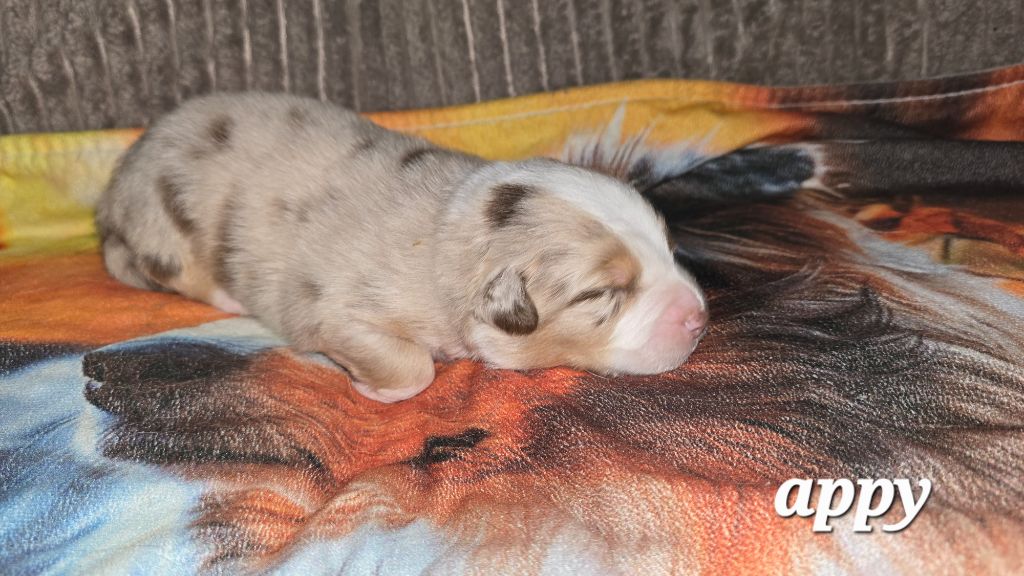 De L'amour De L'arche de Noëlle - Chiots disponibles - Berger Australien
