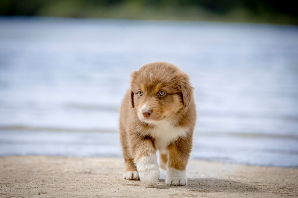 De L'amour De L'arche de Noëlle - Chiots disponibles - Berger Australien